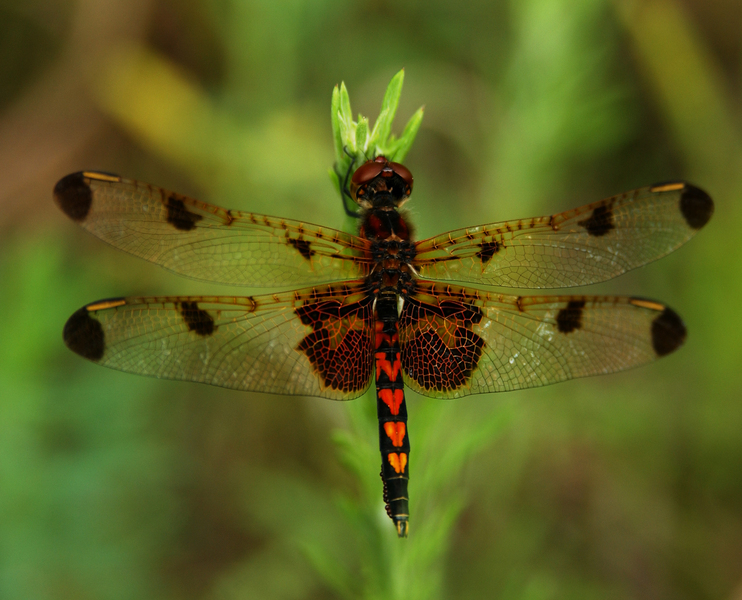 Odonata