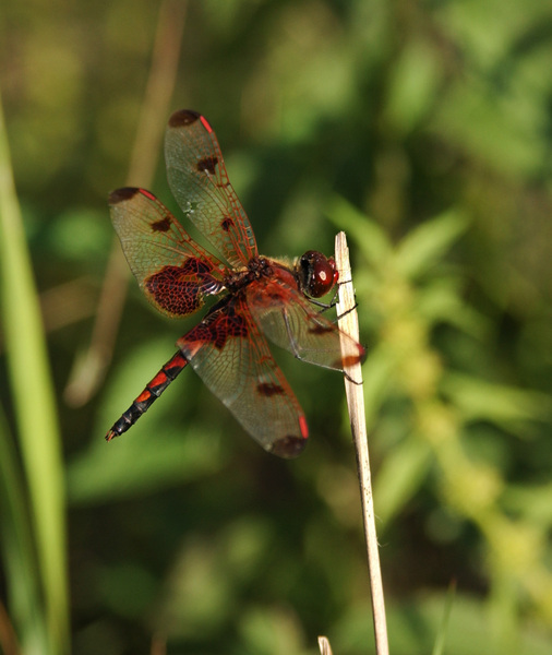 Libellulidae