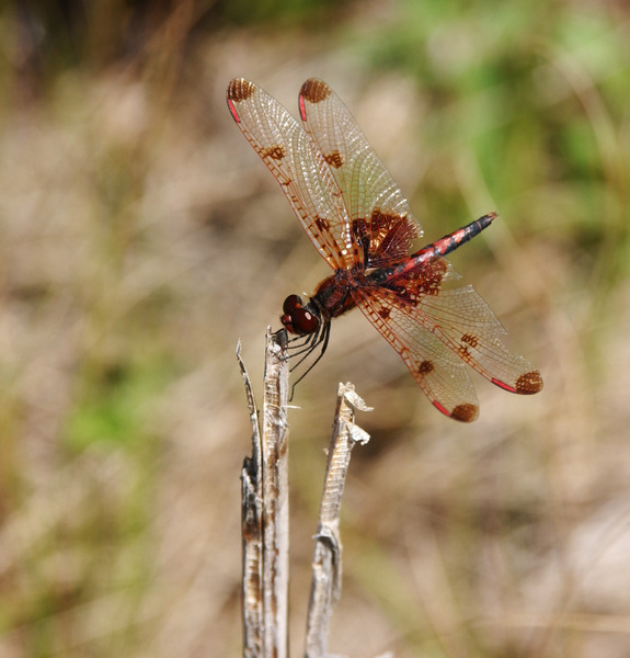 Celithemis elisa