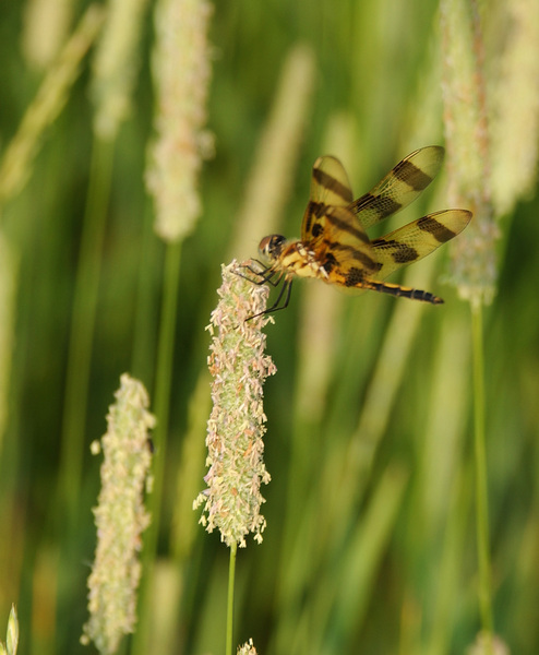 Celithemis eponina