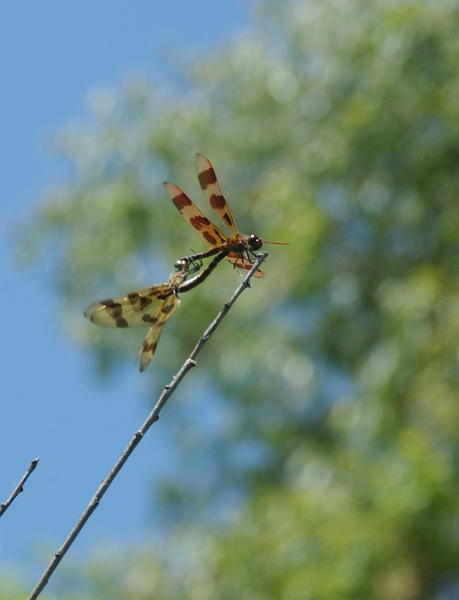 Celithemis