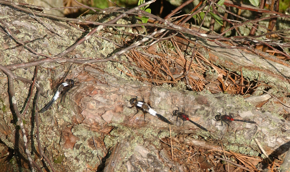 Libellula