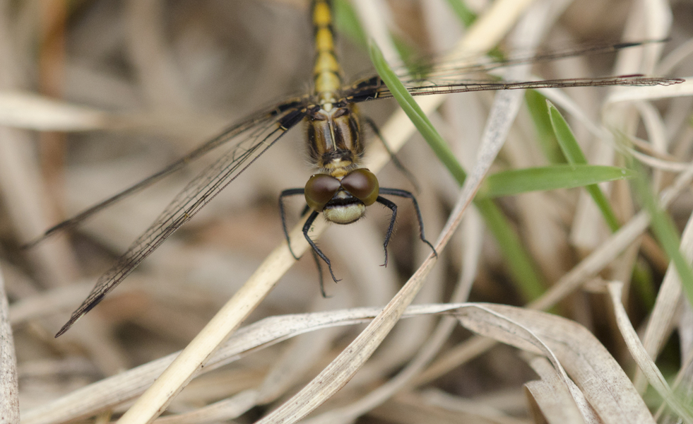 Eumetazoa