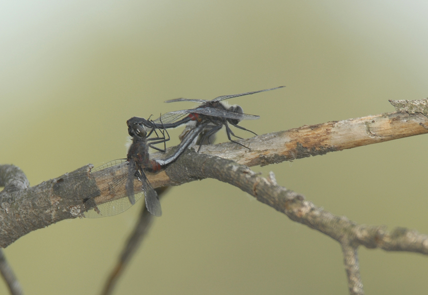 Leucorrhinia_glacialis0002