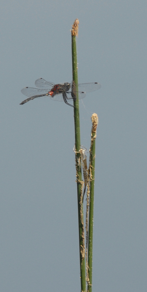 Leucorrhinia