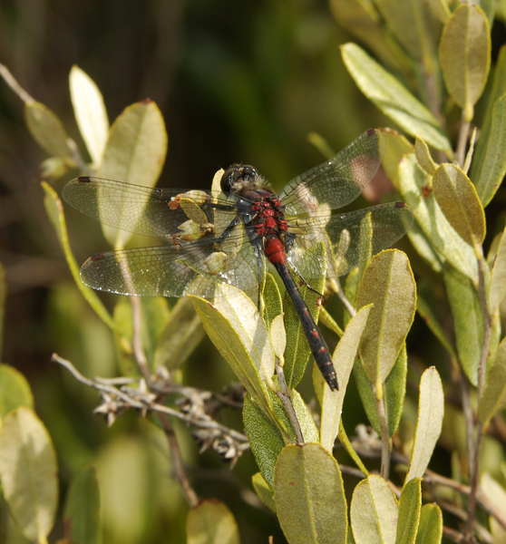 Leucorrhinia glacialis