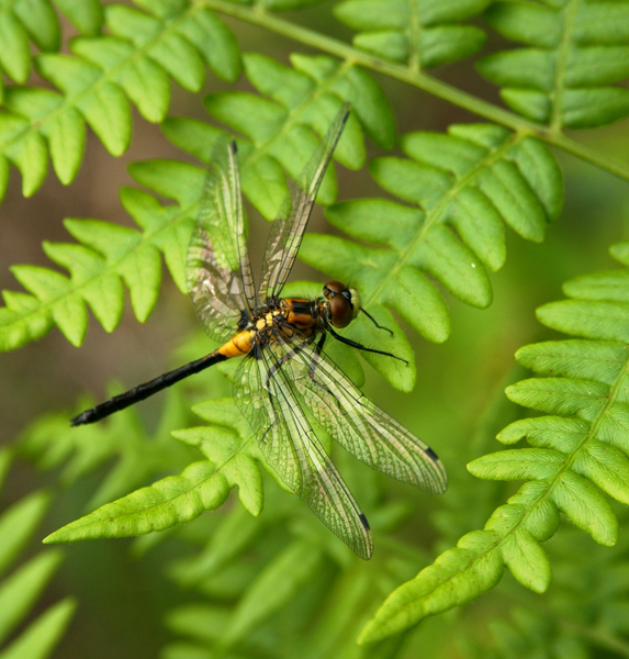 Eumetazoa