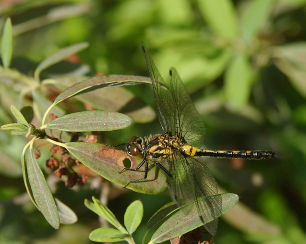 Photo of Leucorrhinia glacialis