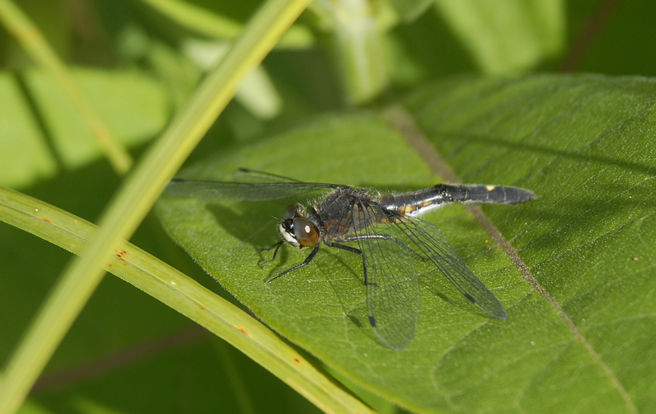 Leucorrhinia intacta