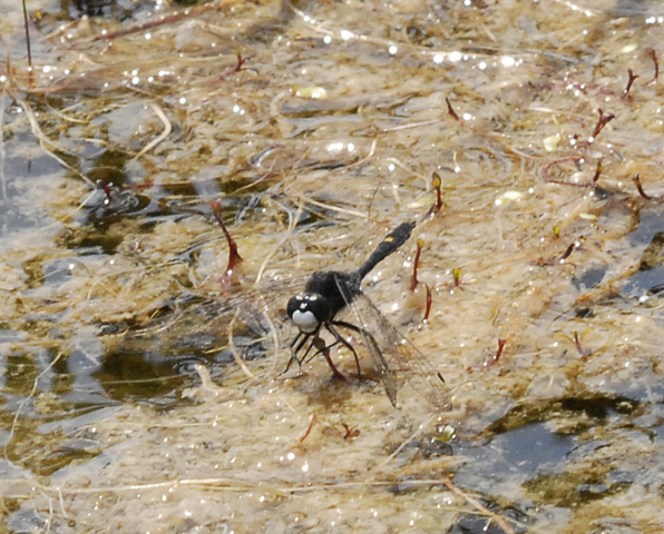 Photo of Leucorrhinia intacta