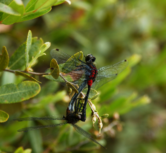 Odonata