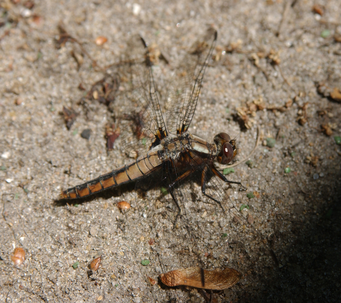 Libellula julia