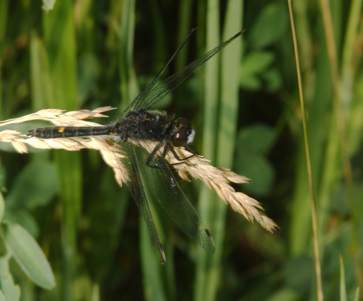 leucorrhinia_intacta4482