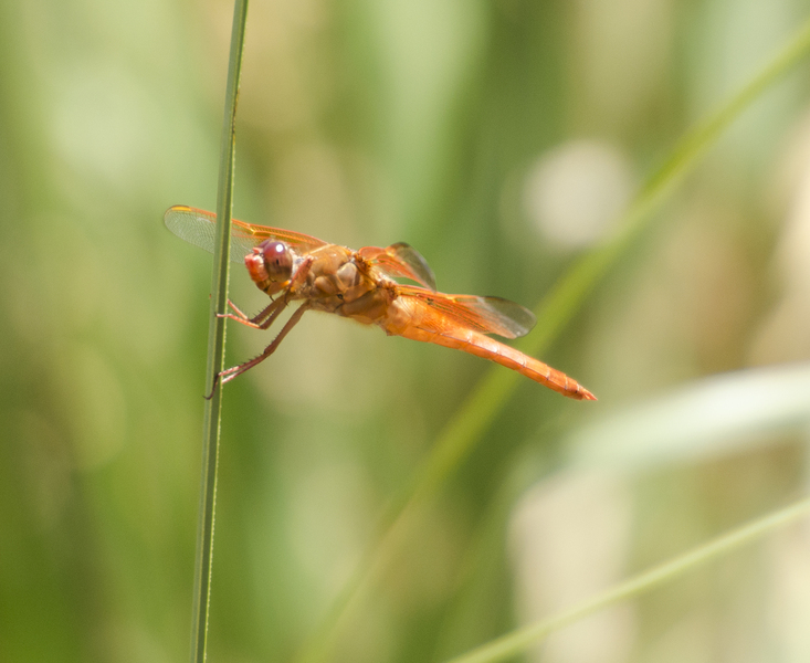 Odonata