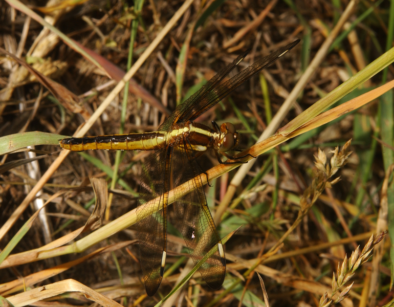 Odonata