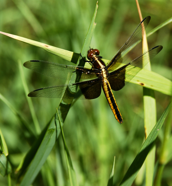 Libellula_luctuosa5409