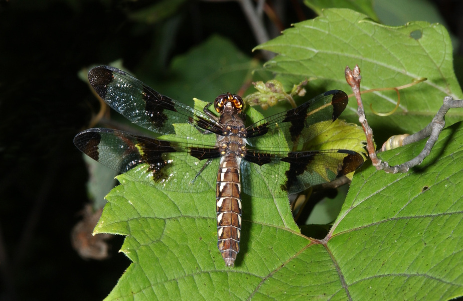 Odonata