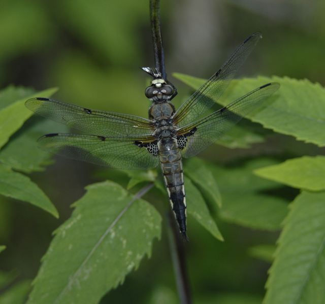 Libellula_quadrimac0079