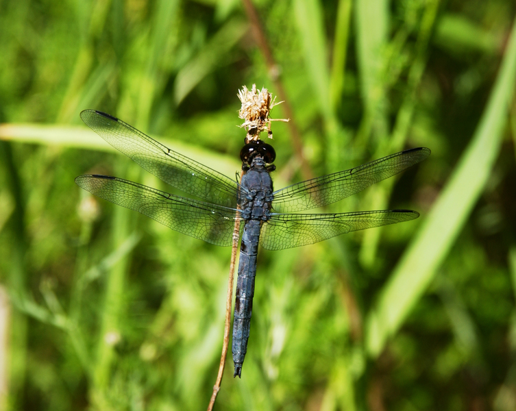 Odonata