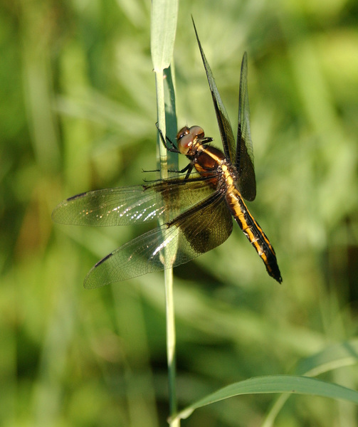 libellula_luctuosa8255