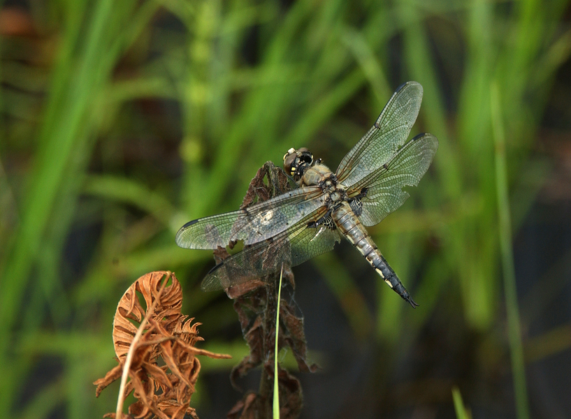 libellula_quad5667