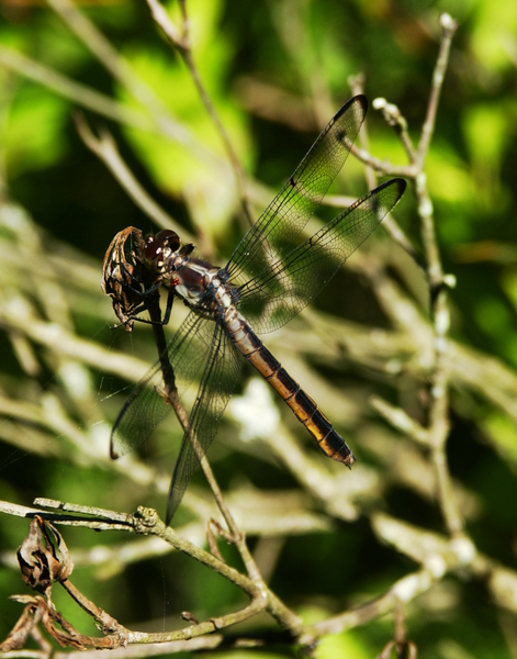 Odonata