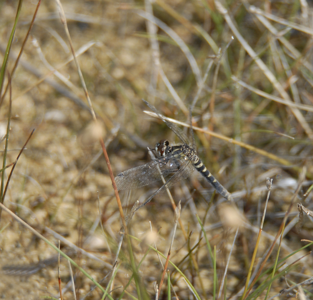 Nannothemis bella