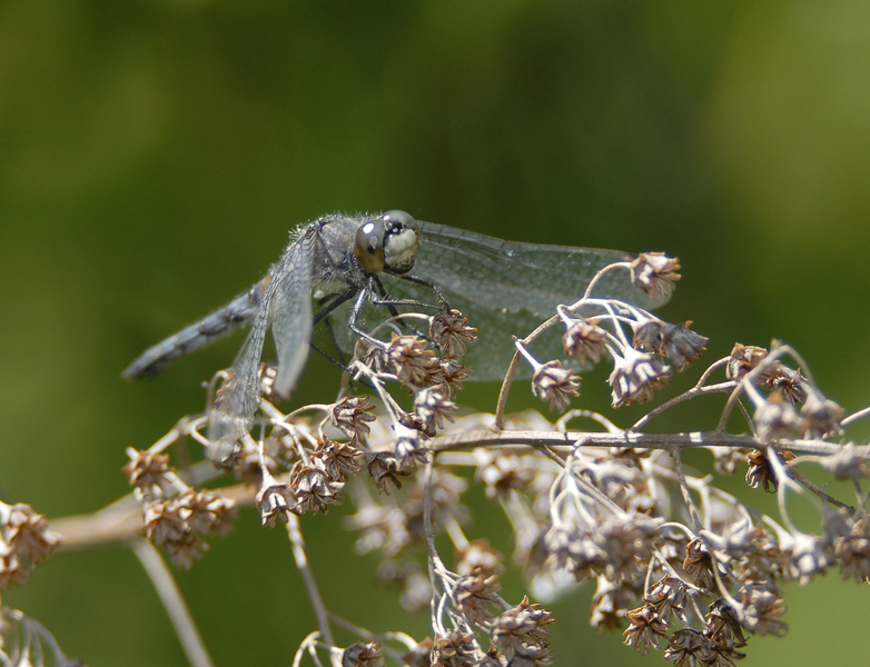 Eumetazoa