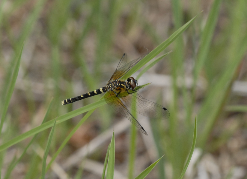 Nannothemis bella