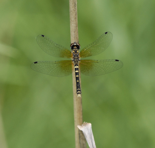 Nannothemis bella