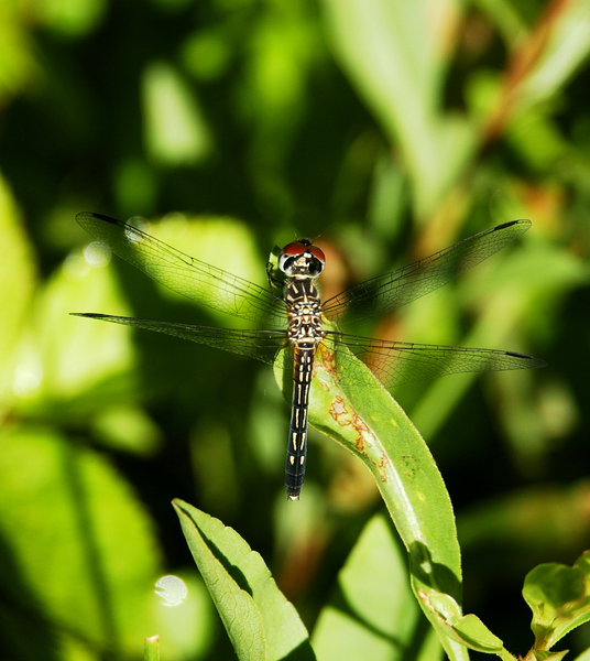 Pachydiplax_female5356