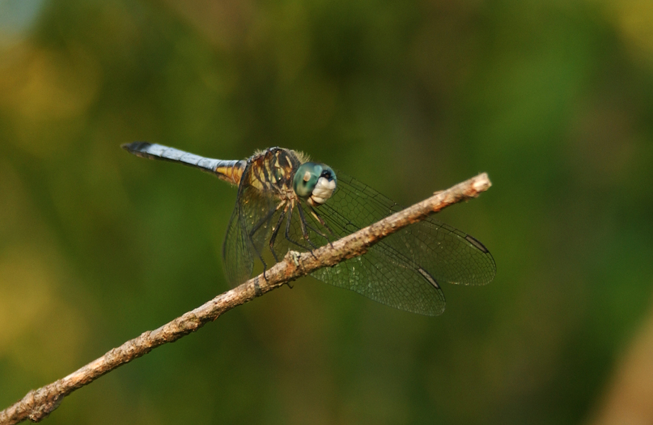 Eumetazoa