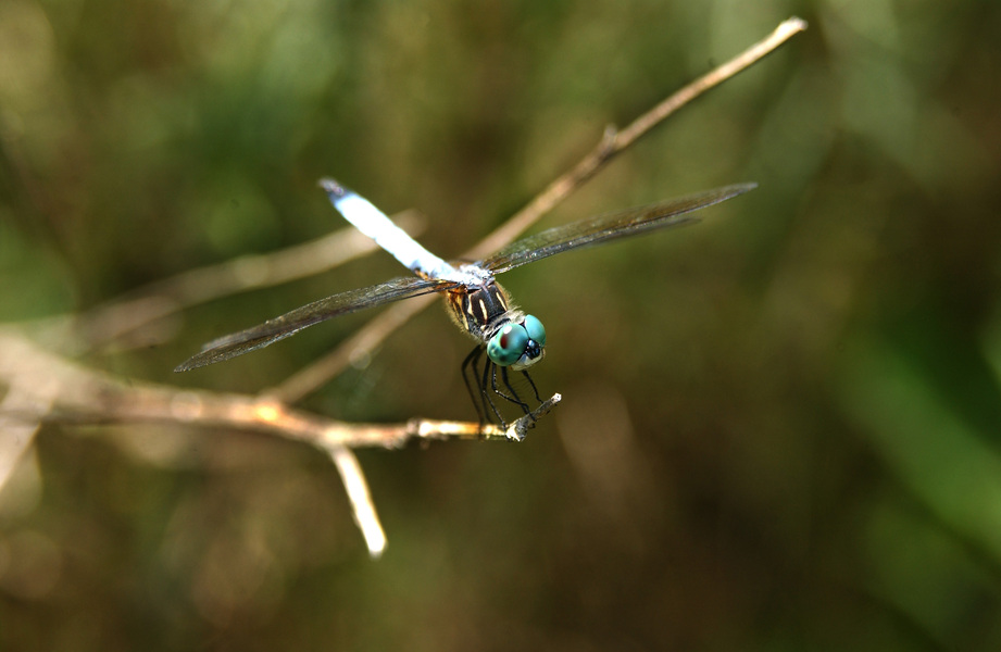 Odonata