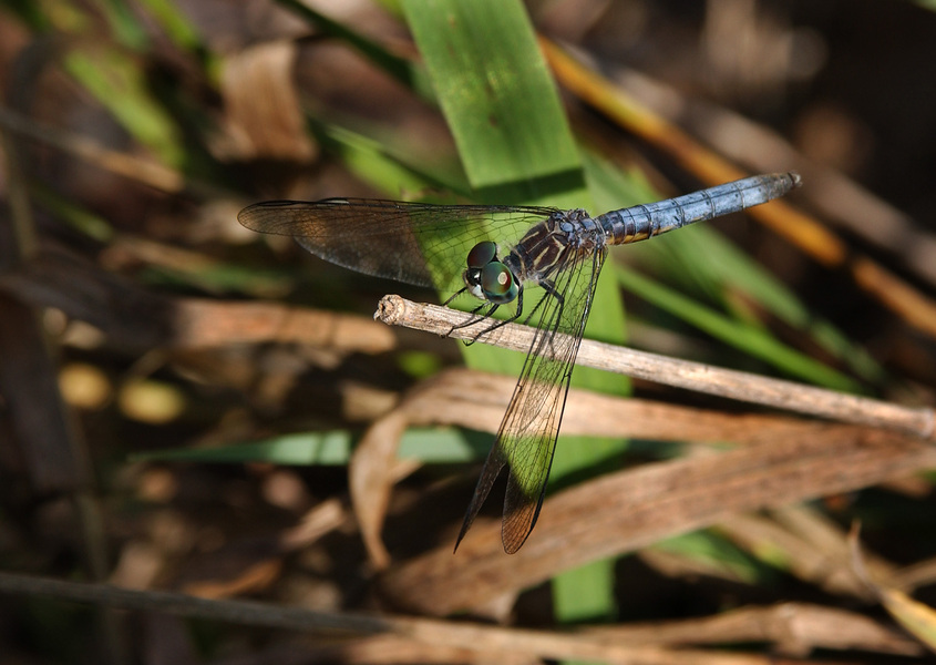 Pachydiplax longipennis