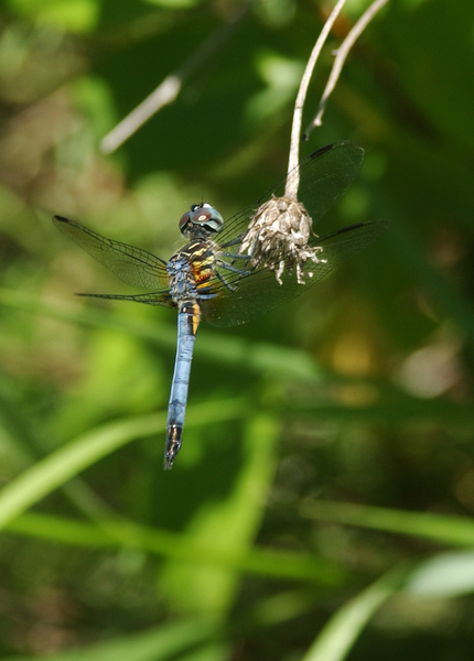 Odonata