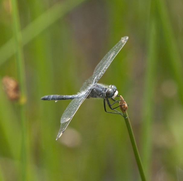 nannothemis2151