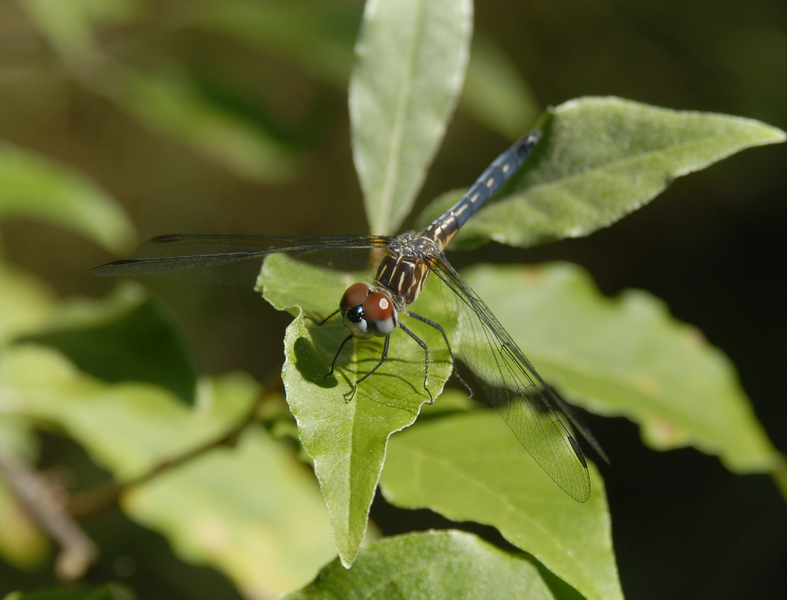 Odonata