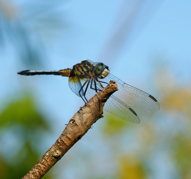 Pachydiplax longipennis