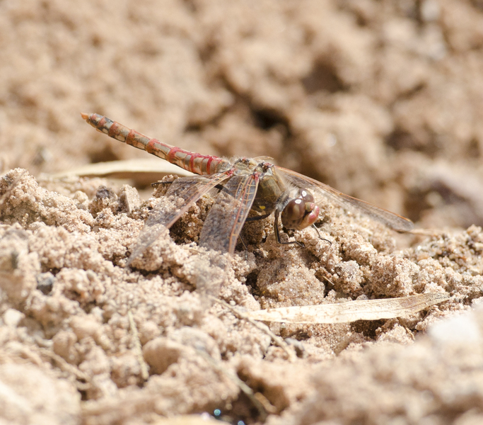 Sympetrum corruptum