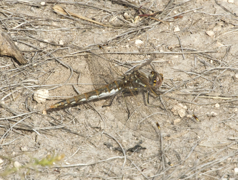 Sympetrum corruptum