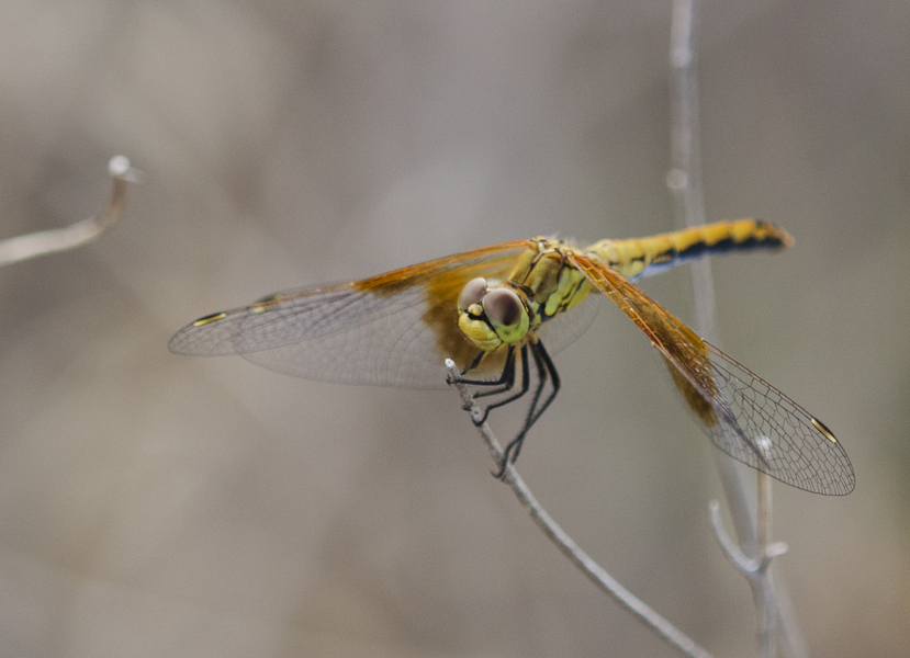 Sympetrum2516