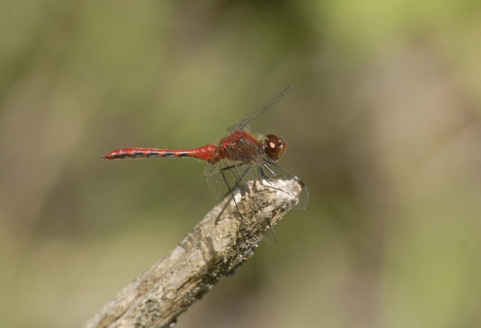 Photo of Sympetrum rubicundulum