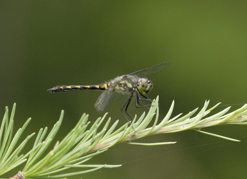 Odonata