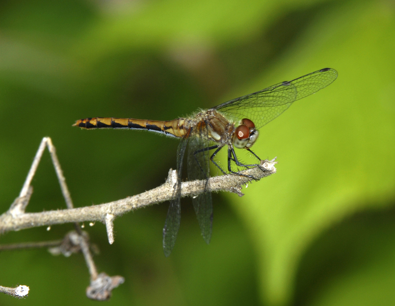 Odonata