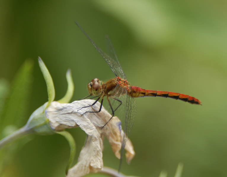 Sympetrum_rubicundulum0176