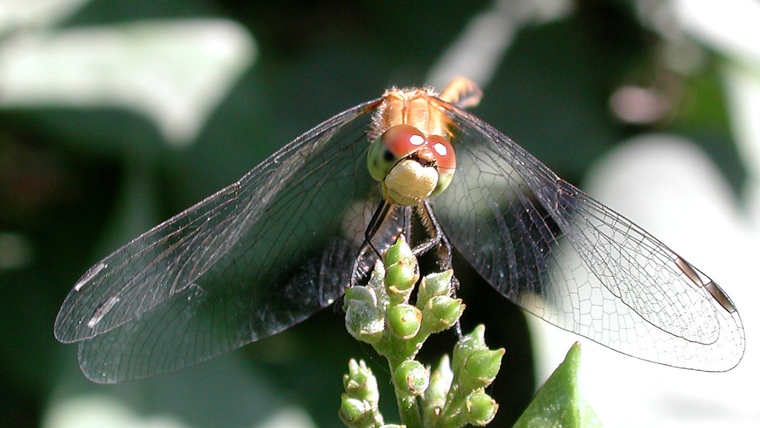 dragonfly_headon