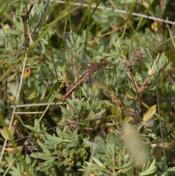 sympetrum0044