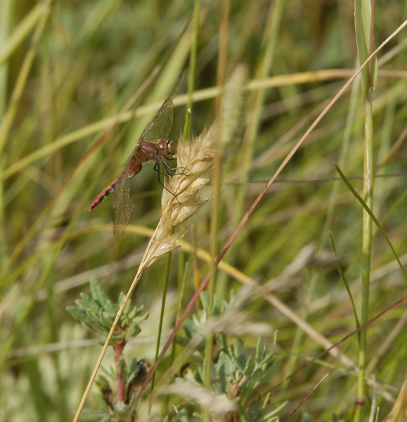 Odonata