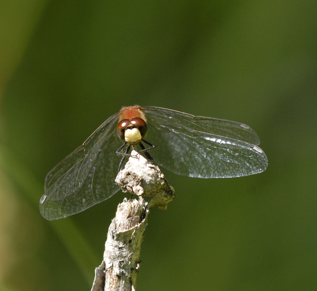 Odonata