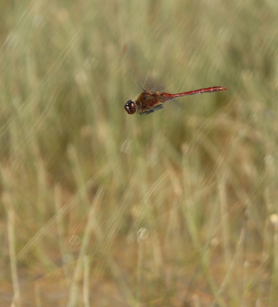 Sympetrum costiferum